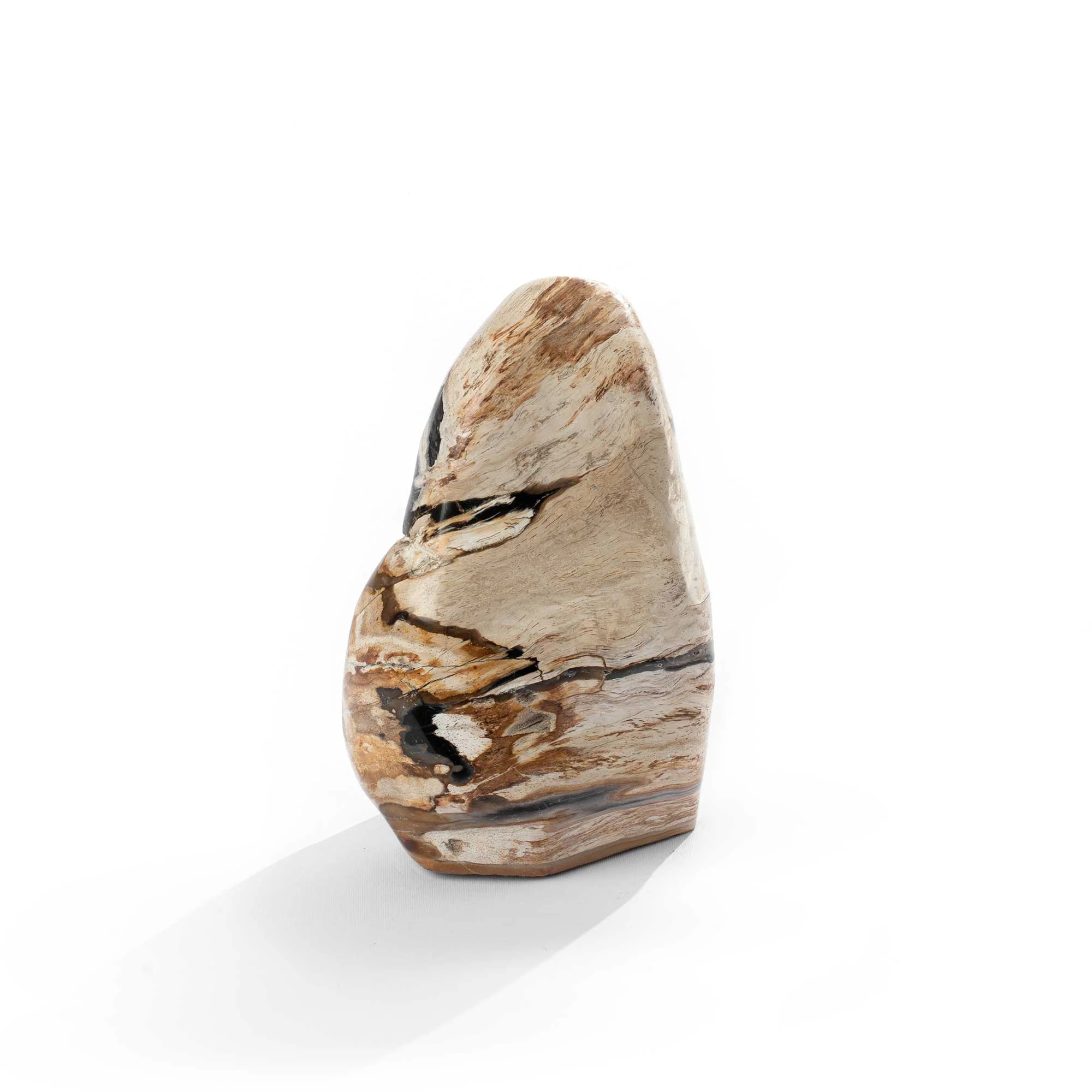 POLISHED PETRIFIED WOOD